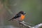 Scarlet Robin