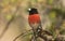 Scarlet Robin perched in a tree