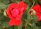 Scarlet rose bud between unopened buds