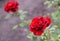 Scarlet rose close-up. Dewdrops, raindrops. Rose in the flower bed