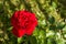 Scarlet rose with drops of dew growing in garden.