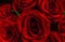 Scarlet roses closeup.