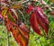 Scarlet, ruby autumnal background with wild grapes leaves. Early autumn in a sunny day of september