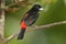 Scarlet Rumped Tanager