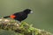 Scarlet-rumped Tanager - Ramphocelus passerinii