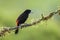 Scarlet-rumped Tanager - Ramphocelus passerinii