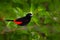 Scarlet-rumped Tanager, Ramphocelus passerinii, exotic tropic red and black song bird form Costa Rica, in the green forest nature