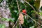 Scarlet rumped Trogon on a branch