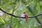 Scarlet-rumped trogon or Harpactes duvaucelii