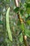 Scarlet Runner Bean (Phaseolus coccineus)