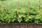 Scarlet runner beans growing in home garden with wooden stakes a