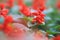 Scarlet sage flowers in green foliage