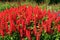 Scarlet sage. Salvia splendens Citaro.