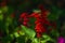 Scarlet sage, Salvia splendens, Vista Red, tropical sage, bright red flowers and green sage leaves in early spring