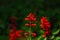 Scarlet sage, Salvia splendens, Vista Red, tropical sage, bright red flowers and green sage leaves in early spring, close-up