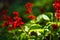 Scarlet sage, Salvia splendens, Vista Red, tropical sage, bright red flowers and green sage leaves in early spring, close-up