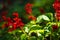 Scarlet sage, Salvia splendens, Vista Red, tropical sage, bright red flowers and green sage leaves in early spring, close-up