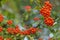 The Scarlet Scarethorn is the European species of Red Firethorn