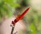 Scarlet skimmer Dragon fly on a branch.