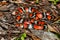 Scarlet Snake Cemophora coccinea