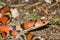 Scarlet Snake - Cemophora coccinea