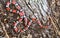 Scarlet Snake, Cemophora coccinea, at Donnelley WMA, South Carolina, USA