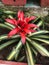 Scarlet star flowering plant