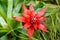 Scarlet star or Guzmania Lingulata plant in Saint Gallen in Switzerland