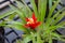 Scarlet star, Orange Guzmania lingulata â€˜minorâ€™ , Bright red flowers contrast with yellow seedlings in the greenhouses