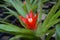 Scarlet star, Orange Guzmania lingulata â€˜minorâ€™ , Bright red flowers contrast with yellow seedlings in the greenhouses