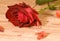 Scarlet sweetheart rose