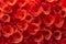 Scarlet Swirls: Close-up of Blood Cells.