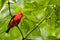 Scarlet Tanager