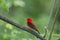 Scarlet tanager: Piranga olivacea