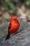 Scarlet Tanager (Piranga olivacea)