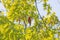 Scarlet Tanager Singing in a Tree