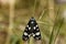 Scarlet tiger moth Callimorpha dominula