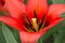 Scarlet tulip closeup