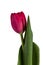 Scarlet Tulip on white background