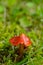 Scarlet Wax Cap mini Mushroom in Finger Lakes NYS