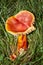 Scarlet Waxcap fungi