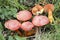 The Scarlet Waxcap Hygrocybe coccinea is an inedible mushroom