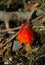 Scarlet Waxcap Mushroom 2