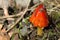 Scarlet Waxcap Mushroom 4