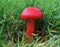 Scarlet Waxcap Mushroom