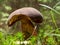 Scarletina bolete