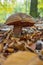 Scarletina bolete closeup