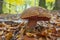 Scarletina bolete closeup