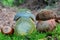 Scarletina bolete mushroom cross section