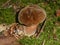 Scarletina bolete mushroom in the forest